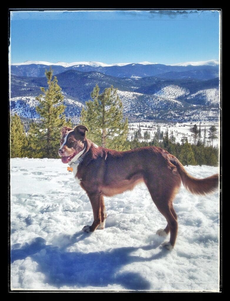 Dog in the mountains snow red white dog winter