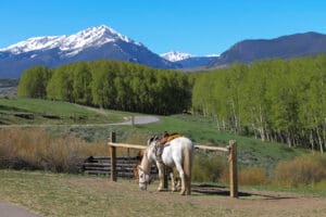 Horse Mountains hitching post